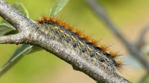 Attēlu rezultāti vaicājumam “Diacrisia sannio larva”