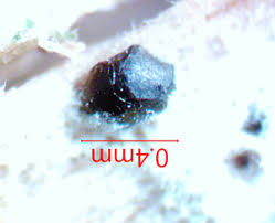 Attēlu rezultāti vaicājumam “Licea chelonoides”