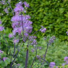 Attēlu rezultāti vaicājumam “Thalictrum”