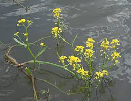 Attēlu rezultāti vaicājumam “Rorippa amphibia”