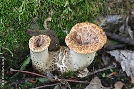 Attēlu rezultāti vaicājumam “Polyporus squamosus”