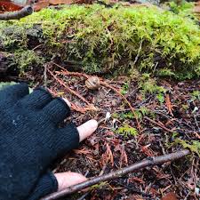 Attēlu rezultāti vaicājumam “Lentaria sp.”