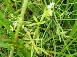 Attēlu rezultāti vaicājumam “Galium trifidum”