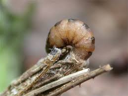 Attēlu rezultāti vaicājumam “Psyche casta”