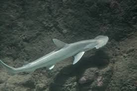 Image result for Sphyrna tiburo