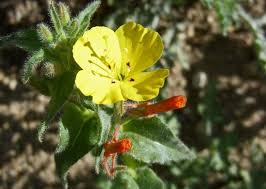 Attēlu rezultāti vaicājumam “Bistorta major fruit”