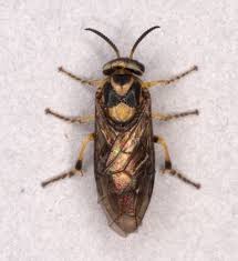 Attēlu rezultāti vaicājumam “Gilpinia”