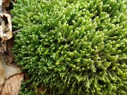 Attēlu rezultāti vaicājumam “Bazzania trilobata”