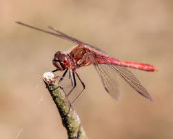 Attēlu rezultāti vaicājumam “Sympetrum vulgatum female”