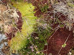 Attēlu rezultāti vaicājumam “Sphagnum capillifolium”