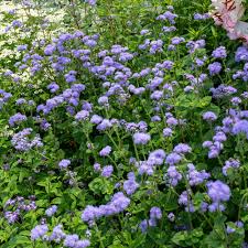 Image result for Ageratum houstonianum