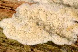 Attēlu rezultāti vaicājumam “Skeletocutis odora”