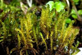 Attēlu rezultāti vaicājumam “Palustriella”