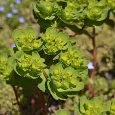 Attēlu rezultāti vaicājumam “Euphorbia helioscopia”