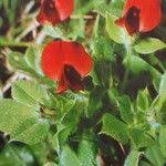 Image result for Lotus tetragonolobus