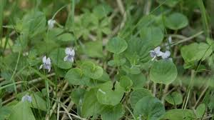 Attēlu rezultāti vaicājumam “Viola epipsila flower”