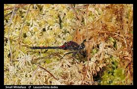 Attēlu rezultāti vaicājumam “Leucorrhinia dubia”