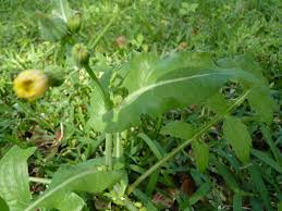Attēlu rezultāti vaicājumam “Sonchus oleraceus leaf”