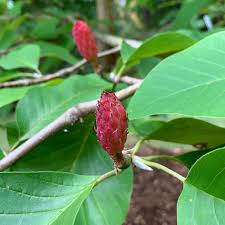 Attēlu rezultāti vaicājumam “Magnolia kobus fruit”
