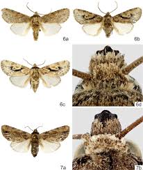 Attēlu rezultāti vaicājumam “Paracorymbia maculicornis imago”
