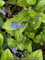 Attēlu rezultāti vaicājumam “Omphalodes verna flower”