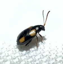 Attēlu rezultāti vaicājumam “Phyllotreta sp.”