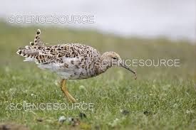 Attēlu rezultāti vaicājumam “Philomachus pugnax adult”