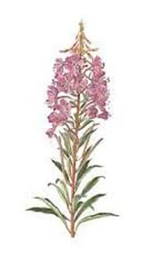 Attēlu rezultāti vaicājumam “Epilobium parviflorum”