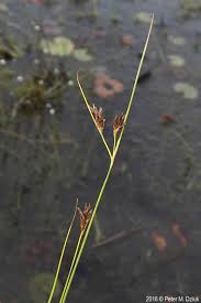 Attēlu rezultāti vaicājumam “Rhynchospora fusca”