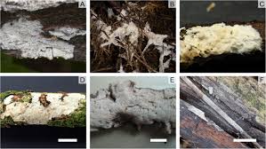 Attēlu rezultāti vaicājumam “Pistillaria sp.”