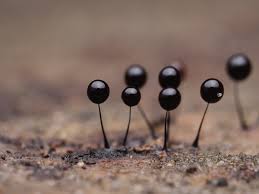 Attēlu rezultāti vaicājumam “Comatricha nigra macro”