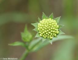 Attēlu rezultāti vaicājumam “Knautia arvensis fruit”