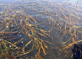 Attēlu rezultāti vaicājumam “Potamogeton compressus”