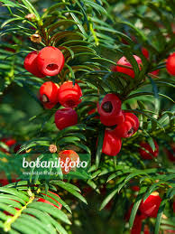 Attēlu rezultāti vaicājumam “Taxus baccata fruit”