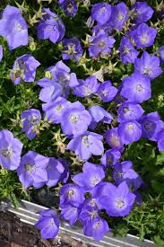 Image result for Campanula affinis