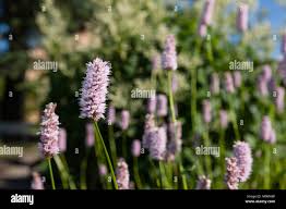 Attēlu rezultāti vaicājumam “Bistorta major leaf”