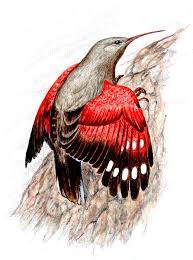 Image result for Tichodroma muraria