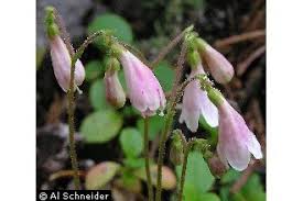Attēlu rezultāti vaicājumam “Linnaea borealis”