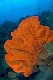 Attēlu rezultāti vaicājumam “Juncus nastanthus”