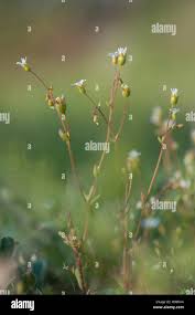 Attēlu rezultāti vaicājumam “Saxifraga tridactylites leaf”