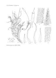 Attēlu rezultāti vaicājumam “Saelania glaucescens”