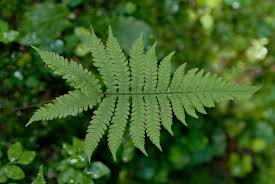 Attēlu rezultāti vaicājumam “Phegopteris connectilis”