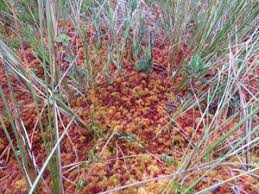 Attēlu rezultāti vaicājumam “Sphagnum balticum”