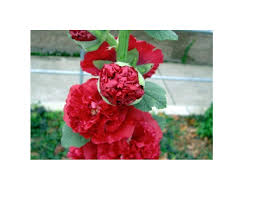 Image result for Stockrose