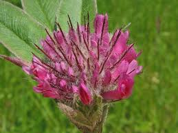 Attēlu rezultāti vaicājumam “Trifolium alpestre”