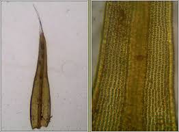 Attēlu rezultāti vaicājumam “Racomitrium heterostichum”