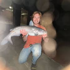 Image result for Alosa chrysochloris