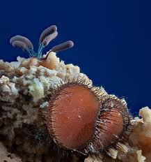 Attēlu rezultāti vaicājumam “Stemonitopsis typhina young”