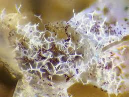 Attēlu rezultāti vaicājumam “Physarum flavicomum macro”