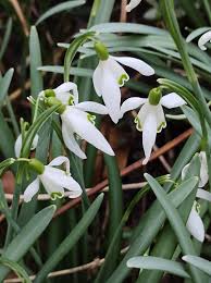 Attēlu rezultāti vaicājumam “Galanthus nivalis leaf”